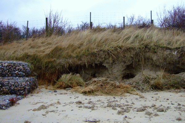 En aval des épis en gabions de galet, la mer a engendré un recul et des affouillements ont débuté dans la digue de sable
